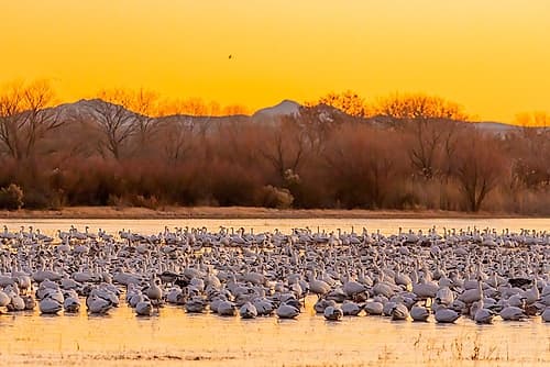 New Mexico-Bosque del Apache National Wildlife Reserve Snow geese on ice at sunrise Landscape Print